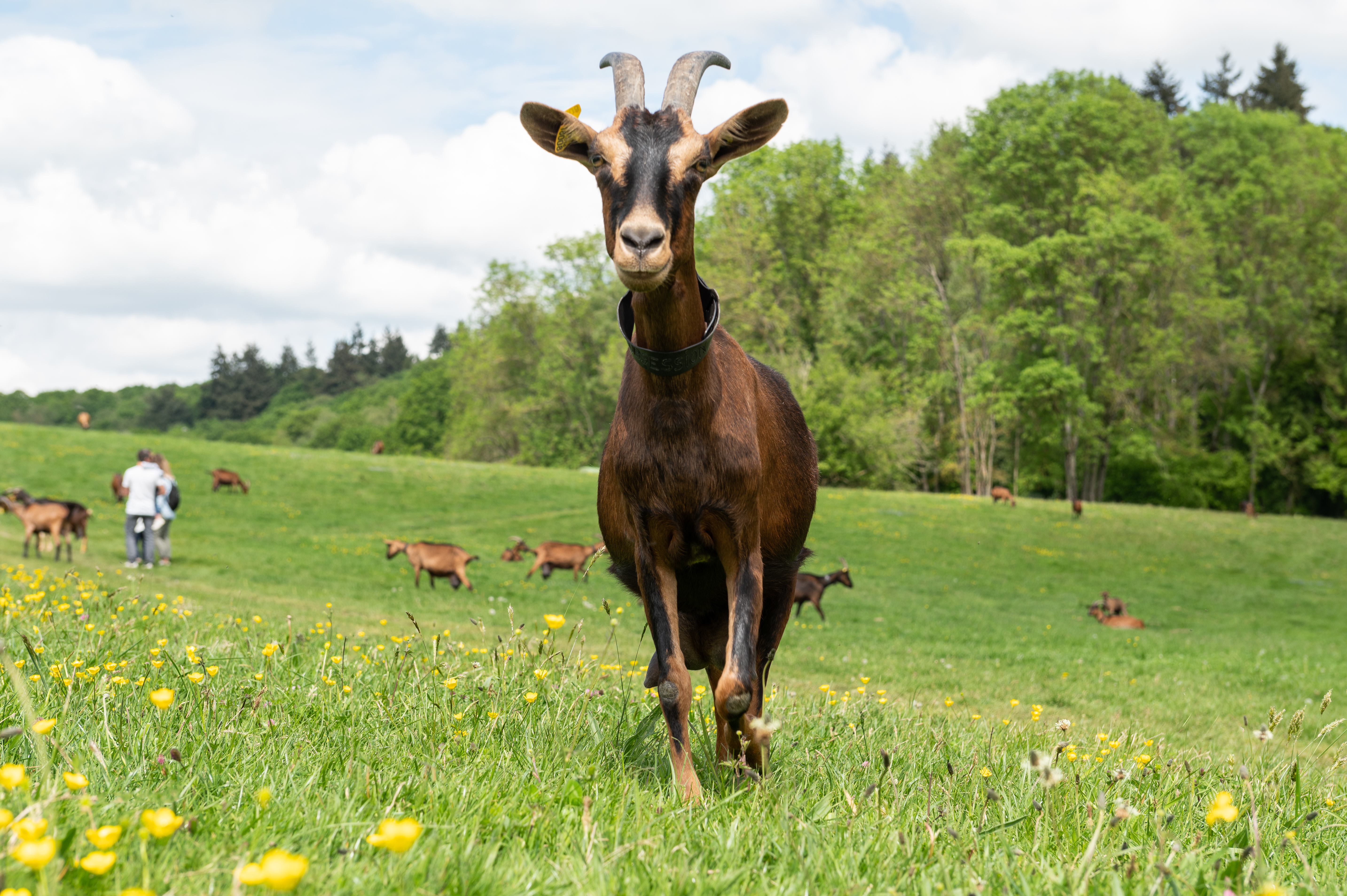 chèvre ferme de la noue
