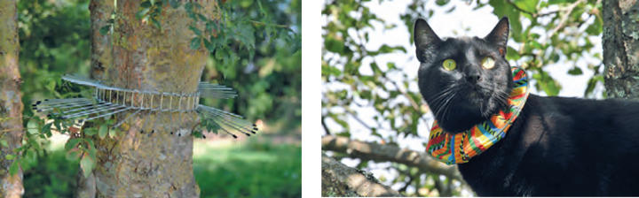 Chats Et Oiseaux Comment Vivre Ensemble Parc Naturel