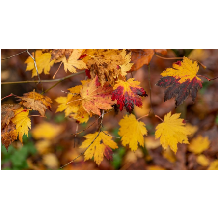 La forêt à l'automne