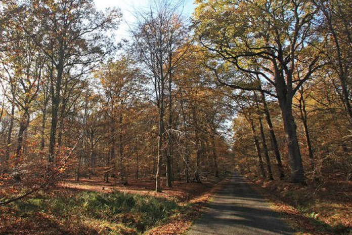 Au coeur de la forêt de Rambouillet