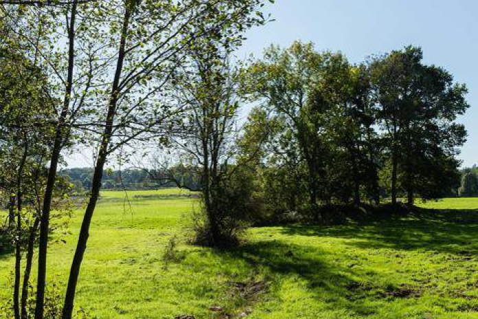 Grousrouvre entre Clairière et Forêt Royale