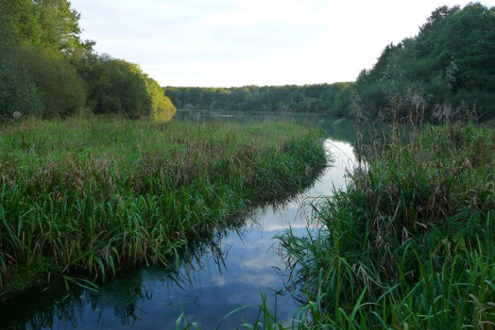 Grande faune et rigoles royales