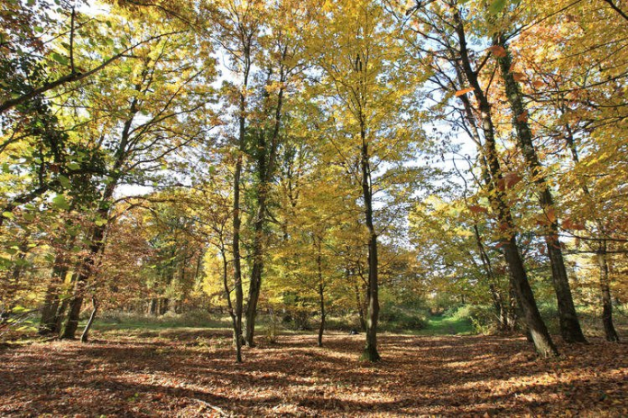 La petite balade en forêt