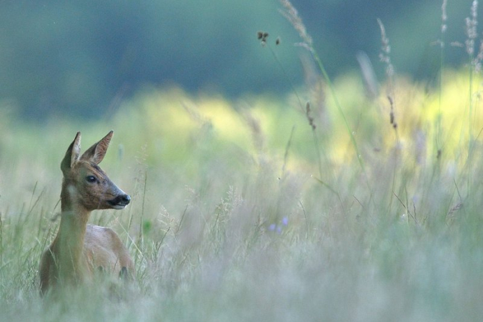 Sur les traces de la faune sauvage