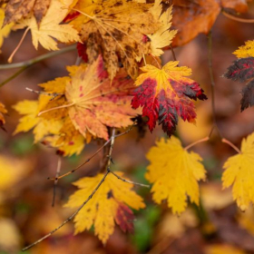 La forêt à l'automne